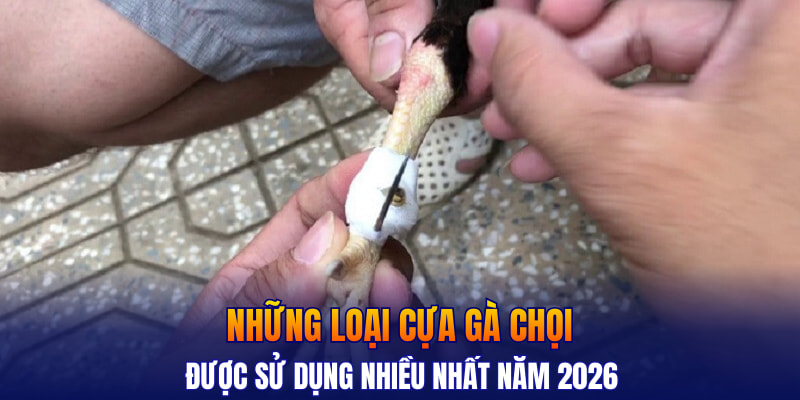 Những loại cựa gà chọi được sử dụng nhiều nhất năm 2026
