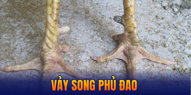 vảy song phủ đao